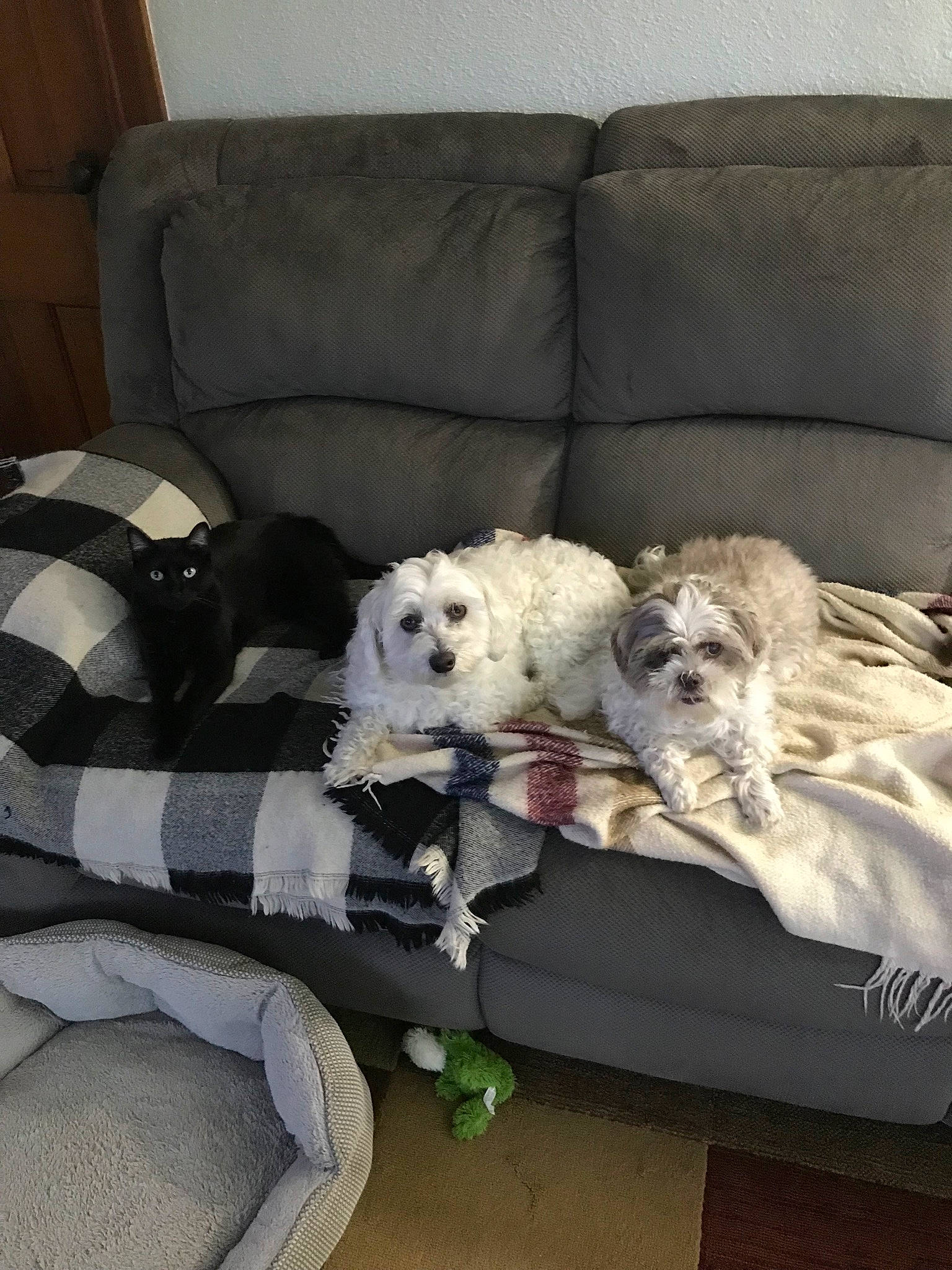 Bogie joined the competition — help win amazing prizes! canidae, carnivore, comfort, companion_dog, couch, dog, dog_breed, dog_supply, fawn, fur, living_room, pet_supply, pillow, sporting_group, studio_couch, stuffed_toy, throw_pillow, toy, toy_dog, working_animal