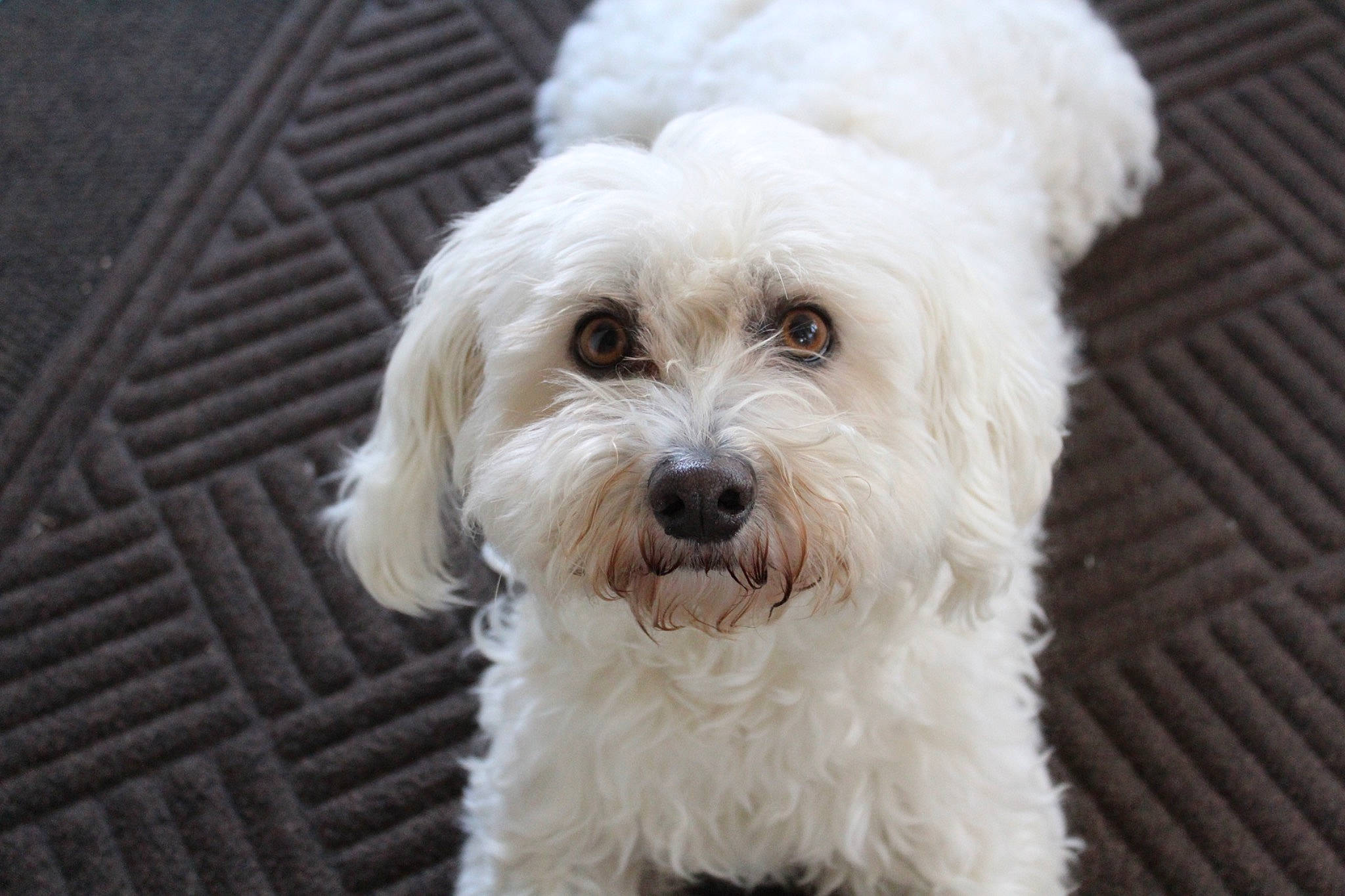 Bogie joined the competition — help win amazing prizes! canidae, carnivore, companion_dog, dog, dog_breed, fur, labradoodle, maltepoo, non_sporting_group, plant, poodle, shih_poo, small_terrier, snout, sporting_group, terrier, toy_dog, tree, water_dog, working_animal