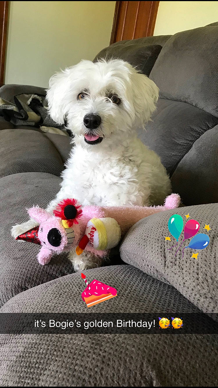 Bogie joined the competition — help win amazing prizes! canidae, carnivore, comfort, companion_dog, couch, dog, dog_breed, dog_supply, font, fur, labradoodle, plant, poodle, puppy_love, shih_poo, small_terrier, sporting_group, terrier, toy_dog, water_dog