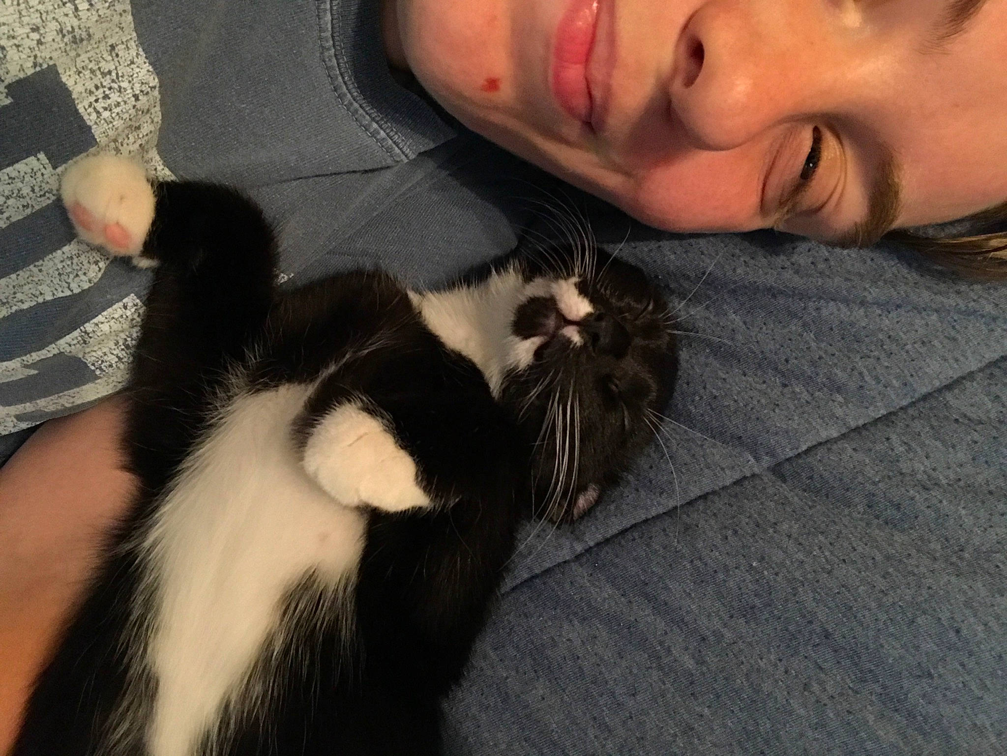 Beatrice joined the competition — help win amazing prizes! carnivore, cat, comfort, dog_breed, eye, eyebrow, eyelash, felidae, gesture, hair, happy, head, lap, long_hair, mammal, nose, skin, small_to_medium_sized_cats, snout, whiskers