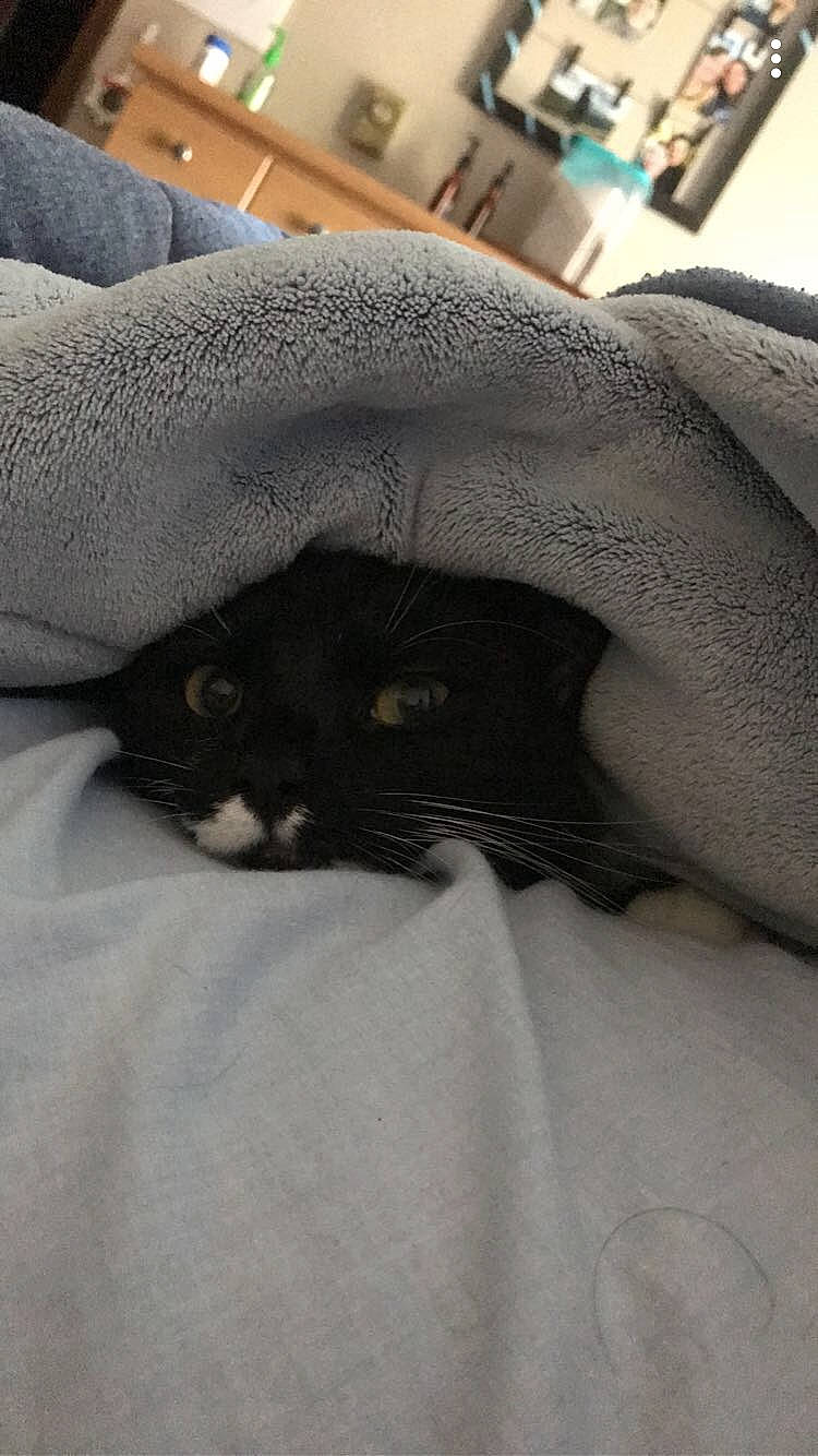 Beatrice joined the competition — help win amazing prizes! bedding, black_cat, carnivore, cat, comfort, domestic_short_haired_cat, duvet, fawn, felidae, fur, grey, human_leg, linens, nap, room, sleeve, small_to_medium_sized_cats, tail, terrestrial_animal, whiskers