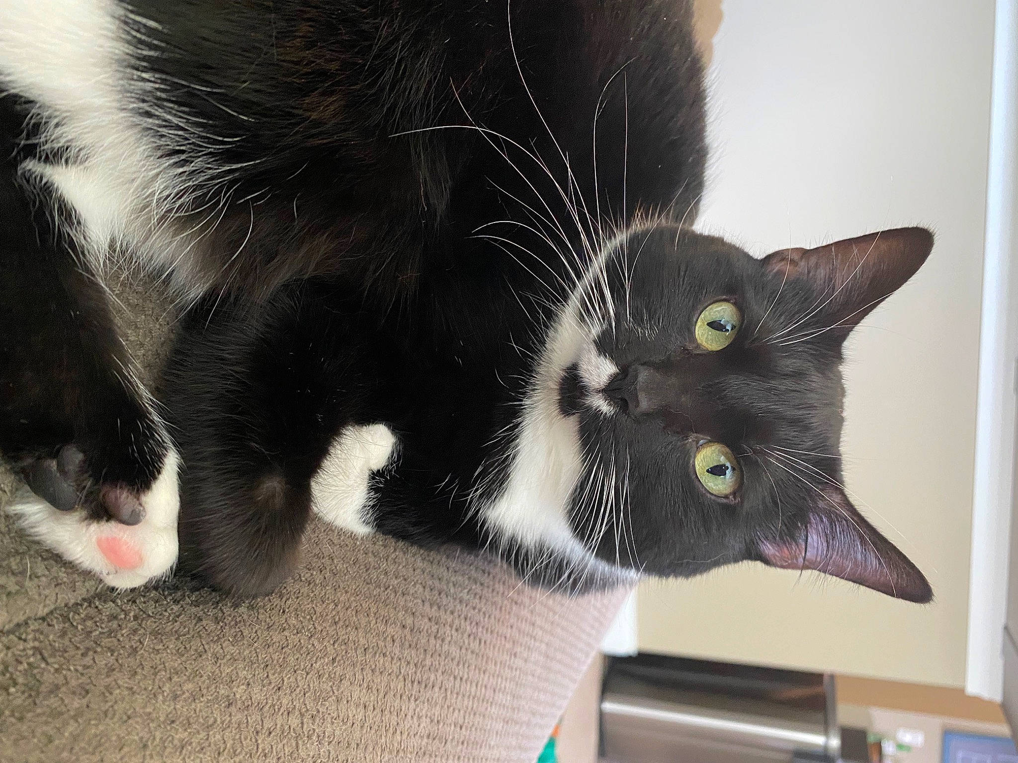Beatrice joined the competition — help win amazing prizes! black_cat, carnivore, cat, comfort, domestic_short_haired_cat, ear, eye, felidae, foot, fur, leg, mammal, nose, paw, small_to_medium_sized_cats, snout, tail, vertebrate, whiskers, window