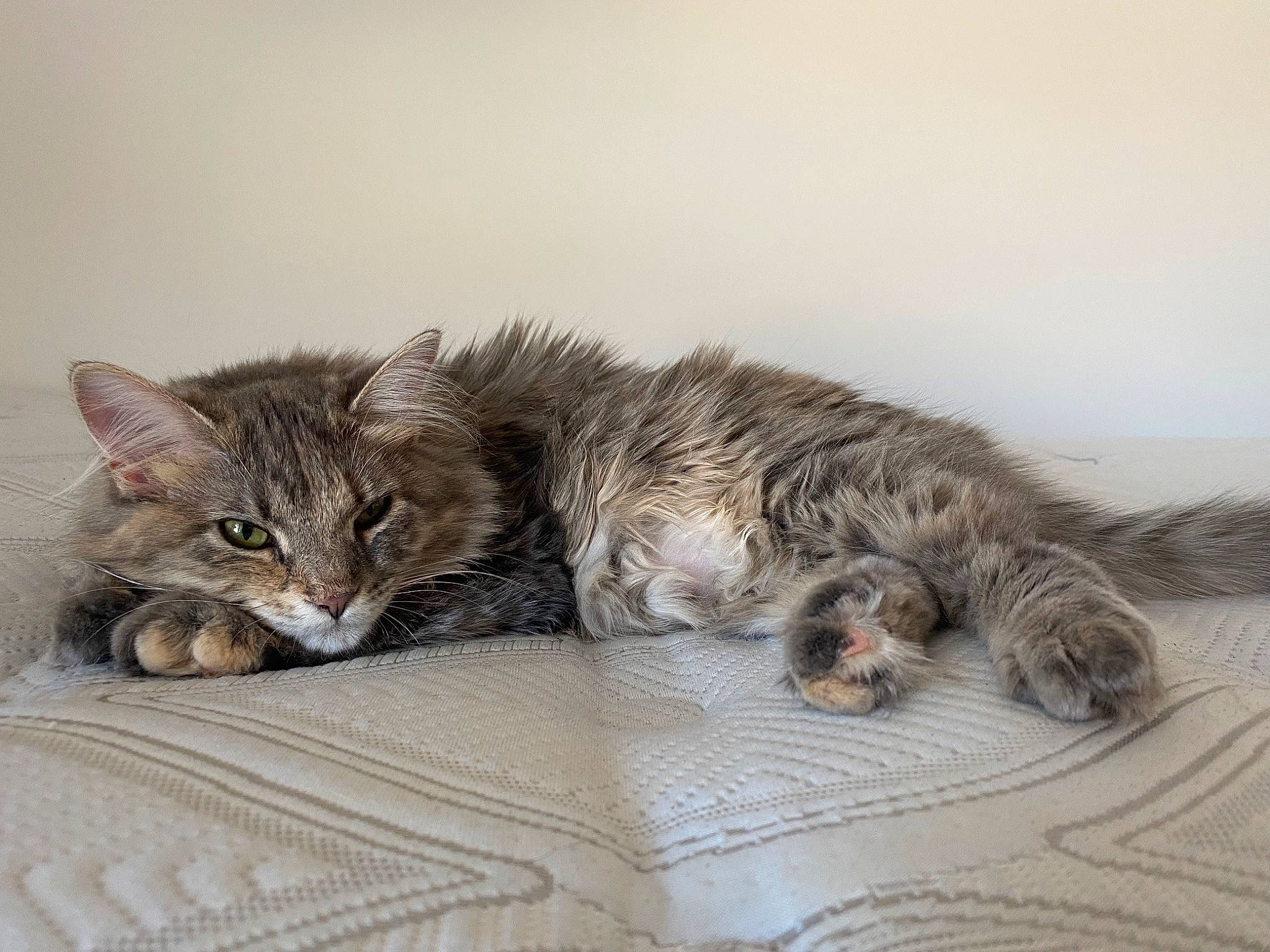 Meredith joined the competition — help win amazing prizes! carnivore, cat, claw, comfort, domestic_short_haired_cat, felidae, fur, grey, maine_coon, nap, paw, sleep, small_to_medium_sized_cats, tail, terrestrial_animal, whiskers