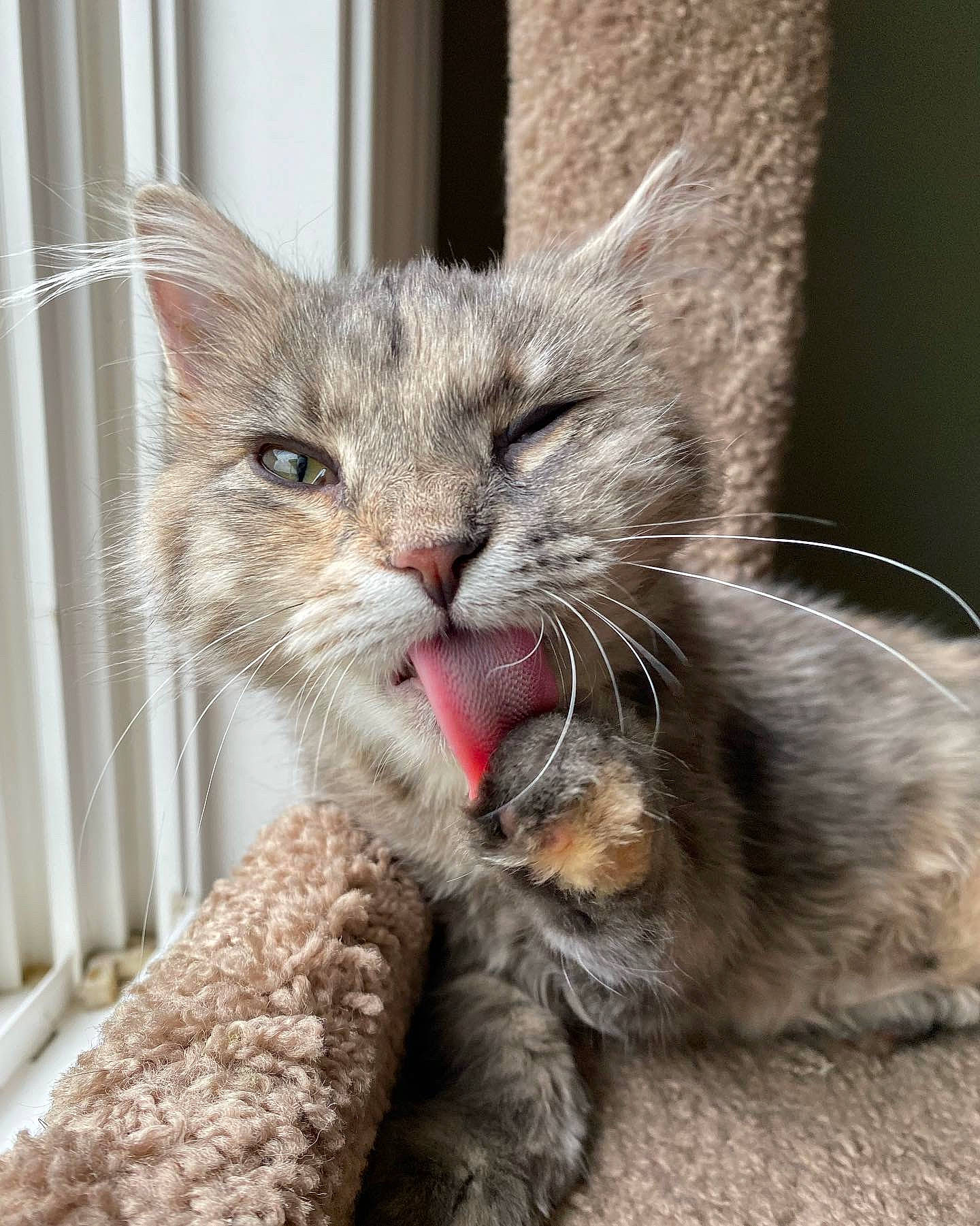 Meredith is registered to the contest to win money with this photo: carnivore, cat, cat_supply, cat_toy, claw, comfort, domestic_short_haired_cat, fawn, felidae, foot, fur, paw, small_to_medium_sized_cats, snout, tail, terrestrial_animal, whiskers, window