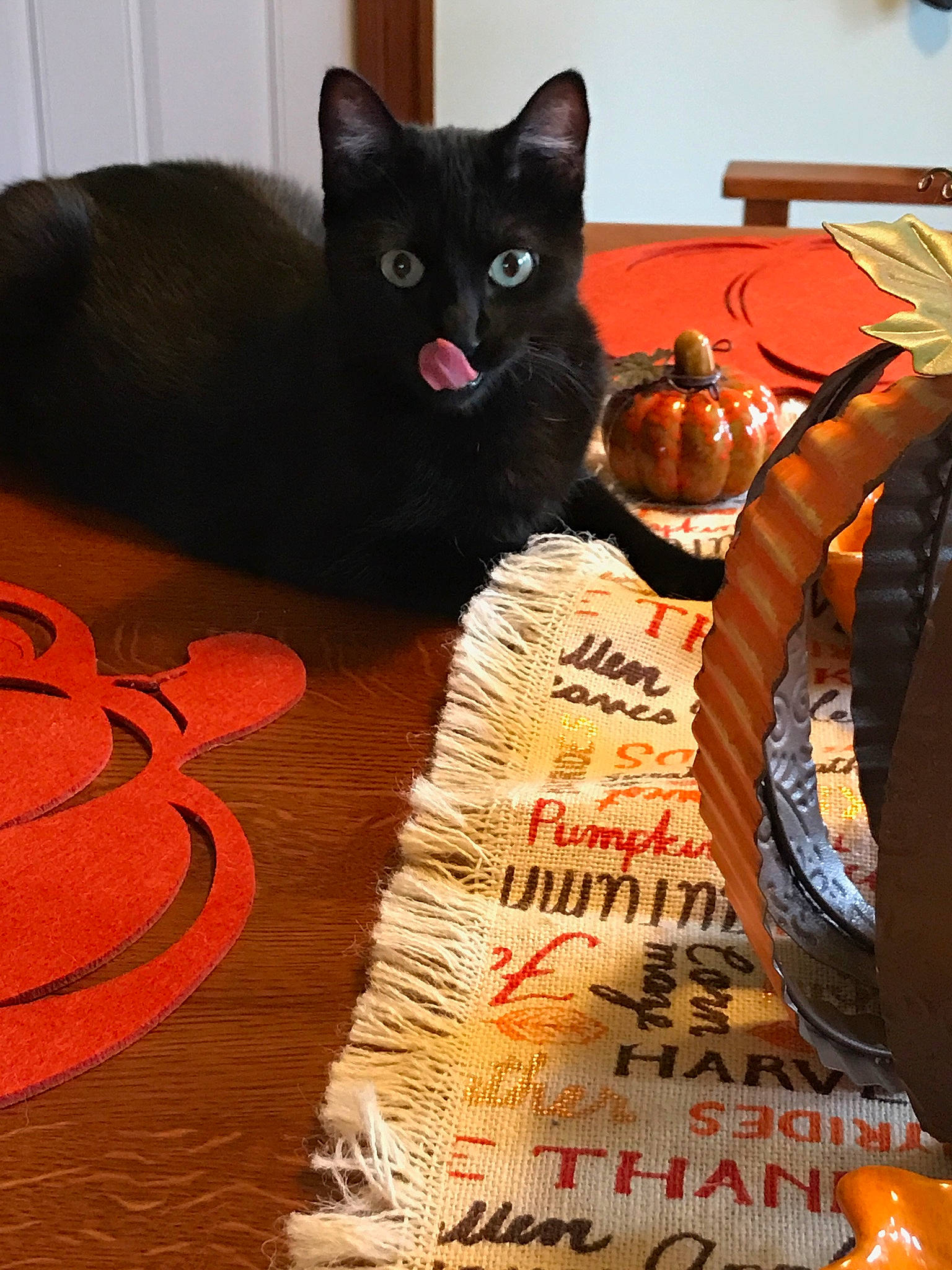 Snowflake joined the competition — help win amazing prizes! black_cat, bombay, calabaza, carnivore, cat, cat_supply, comfort, domestic_short_haired_cat, felidae, flooring, fur, hardwood, orange, pet_supply, pumpkin, small_to_medium_sized_cats, tail, vegetable, whiskers, wood