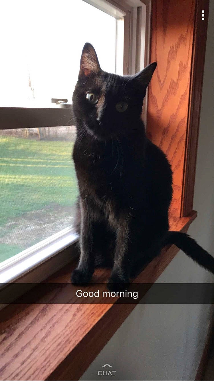 Snowflake joined the competition — help win amazing prizes! black_cat, carnivore, cat, domestic_short_haired_cat, eye, felidae, fixture, fur, hardwood, paw, rectangle, sitting, small_to_medium_sized_cats, stairs, tail, terrestrial_animal, tints_and_shades, whiskers, window, wood