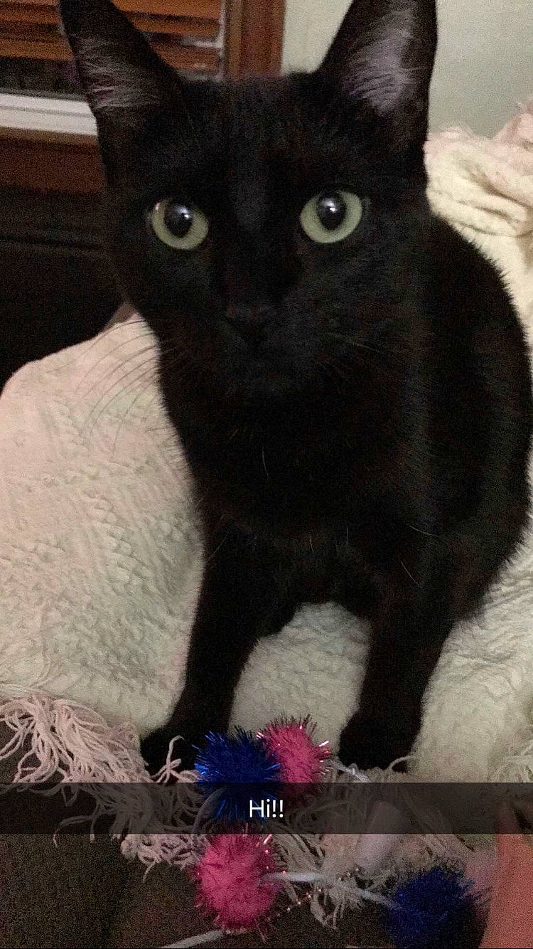 Snowflake joined the competition — help win amazing prizes! black_cat, carmine, carnivore, cat, claw, domestic_short_haired_cat, felidae, fur, small_to_medium_sized_cats, snout, tail, terrestrial_animal, whiskers