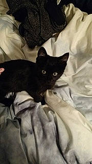 Snowflake is registered to the contest to win money with this photo: black_cat, bombay, carnivore, cat, comfort, domestic_short_haired_cat, felidae, fur, gesture, grey, linens, small_to_medium_sized_cats, snout, tail, whiskers