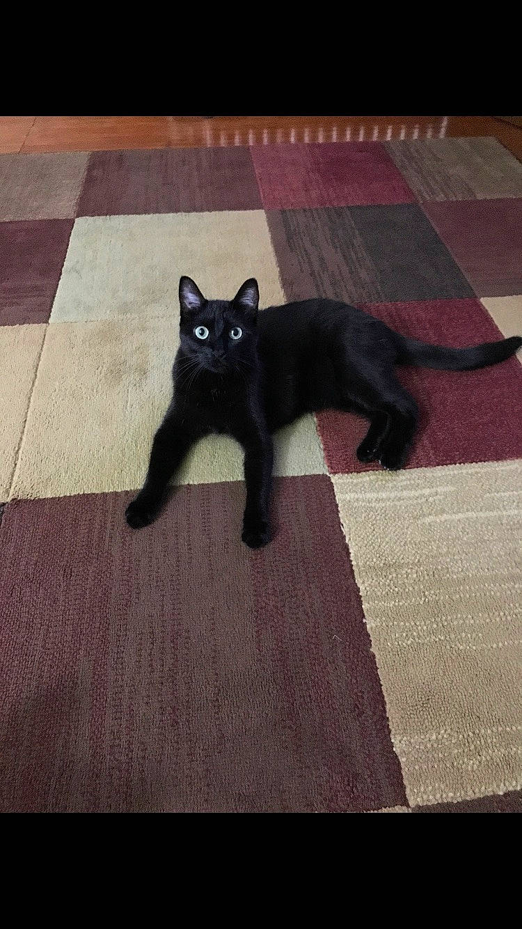 Snowflake joined the competition — help win amazing prizes! black_cat, bombay, carnivore, cat, domestic_short_haired_cat, electric_blue, felidae, floor, flooring, fur, grey, paw, rectangle, shadow, sky, small_to_medium_sized_cats, snout, tail, tints_and_shades, whiskers