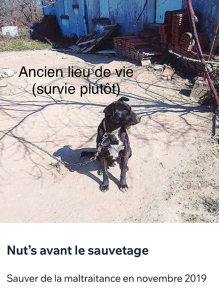 Nuts participe au concours pour gagner de l'argent avec cette photo : art, canidae, carnivore, dog, dog_breed, font, line, machine, personal_protective_equipment, plant, recreation, slope, soil, sporting_group, visual_arts, working_animal