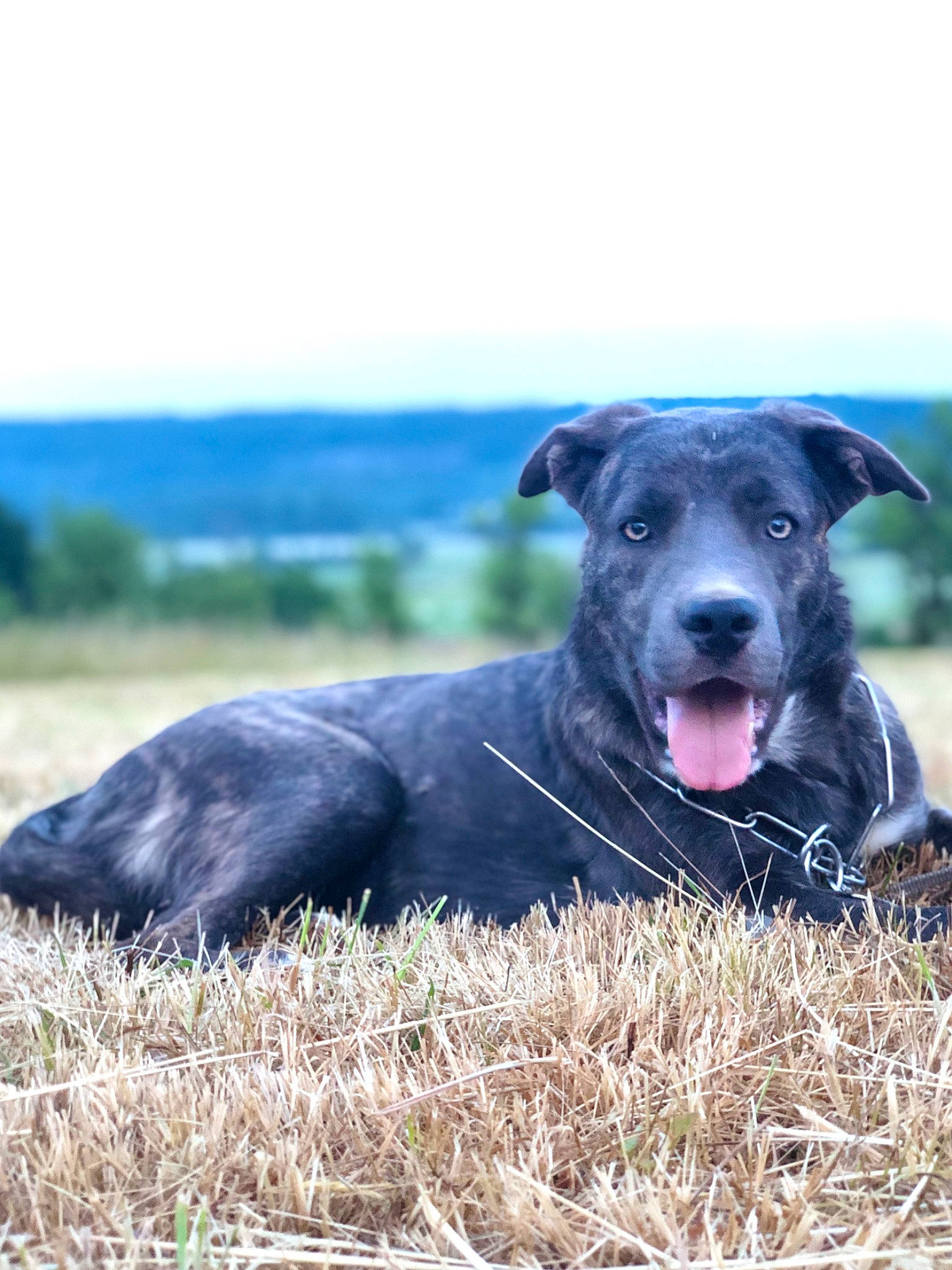 Lune participe au concours pour gagner de l'argent avec cette photo : borador, carnivore, collar, companion_dog, dog, dog_breed, dog_collar, electric_blue, field, grass, grassland, landscape, pasture, plant, prairie, sky, snout, sporting_group, terrestrial_animal, working_animal