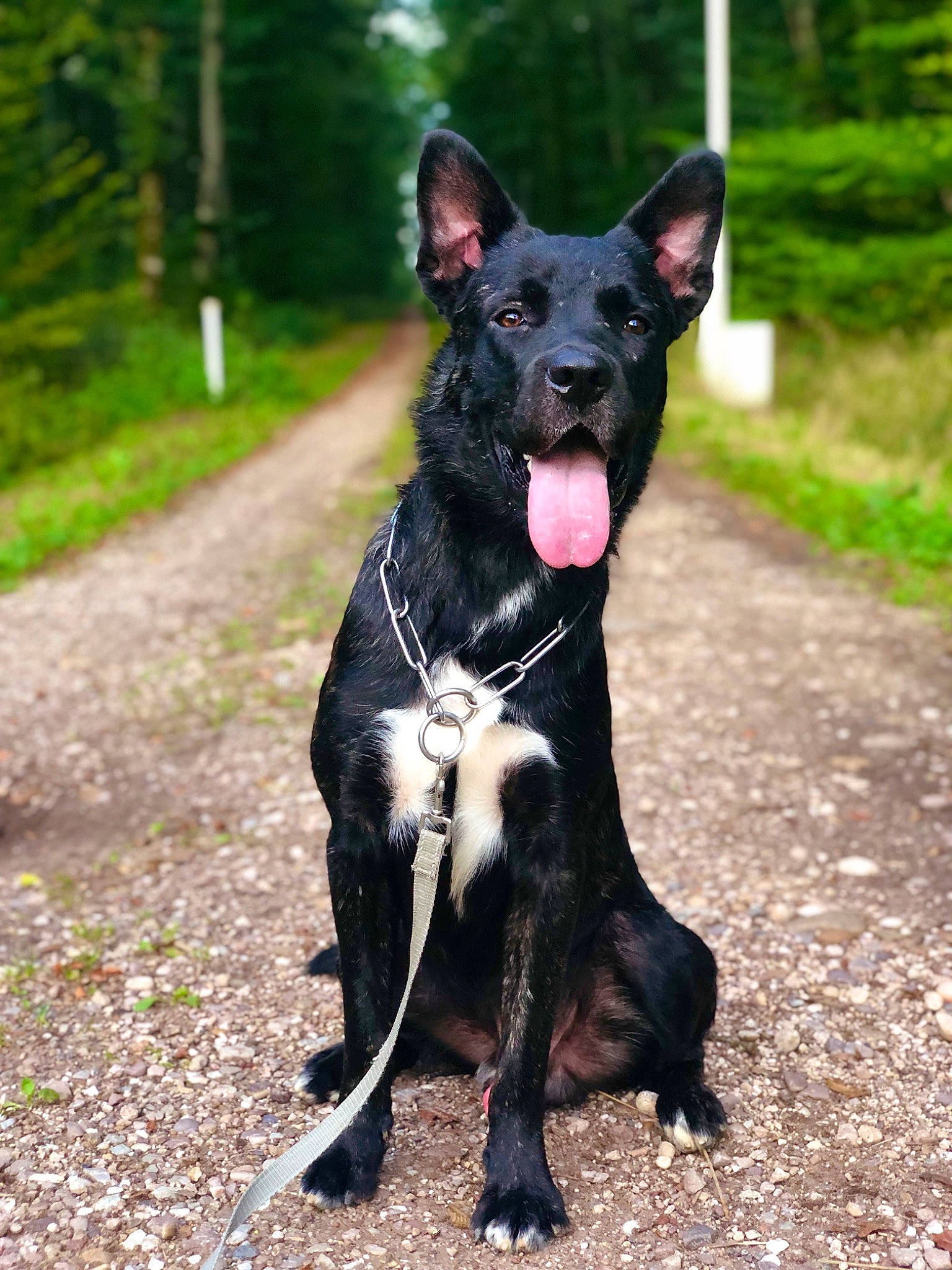 Moowgli a rejoint le concours — aidez-le/la à gagner de superbes lots ! adventure, black_norwegian_elkhound, borador, canidae, carnivore, collar, companion_dog, dog, dog_breed, dog_collar, grass, guard_dog, plant, snout, sporting_group, tail, terrestrial_animal, tree, working_animal, working_dog