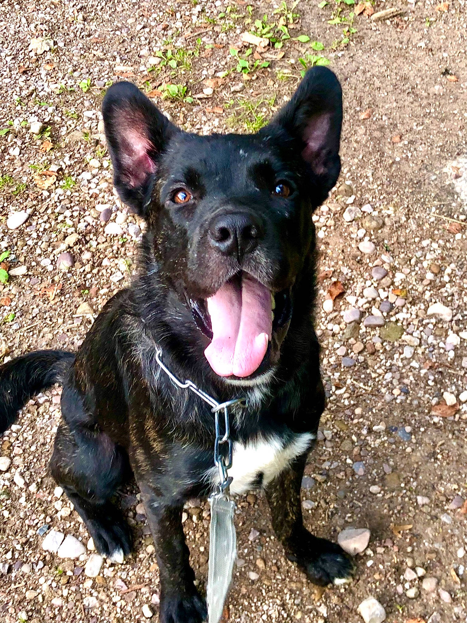 Moowgli a rejoint le concours — aidez-le/la à gagner de superbes lots ! canidae, carnivore, collar, companion_dog, dog, dog_breed, dog_collar, fawn, non_sporting_group, paw, snout, soil, sporting_group, terrestrial_animal, toy_dog, whiskers, working_animal, working_dog