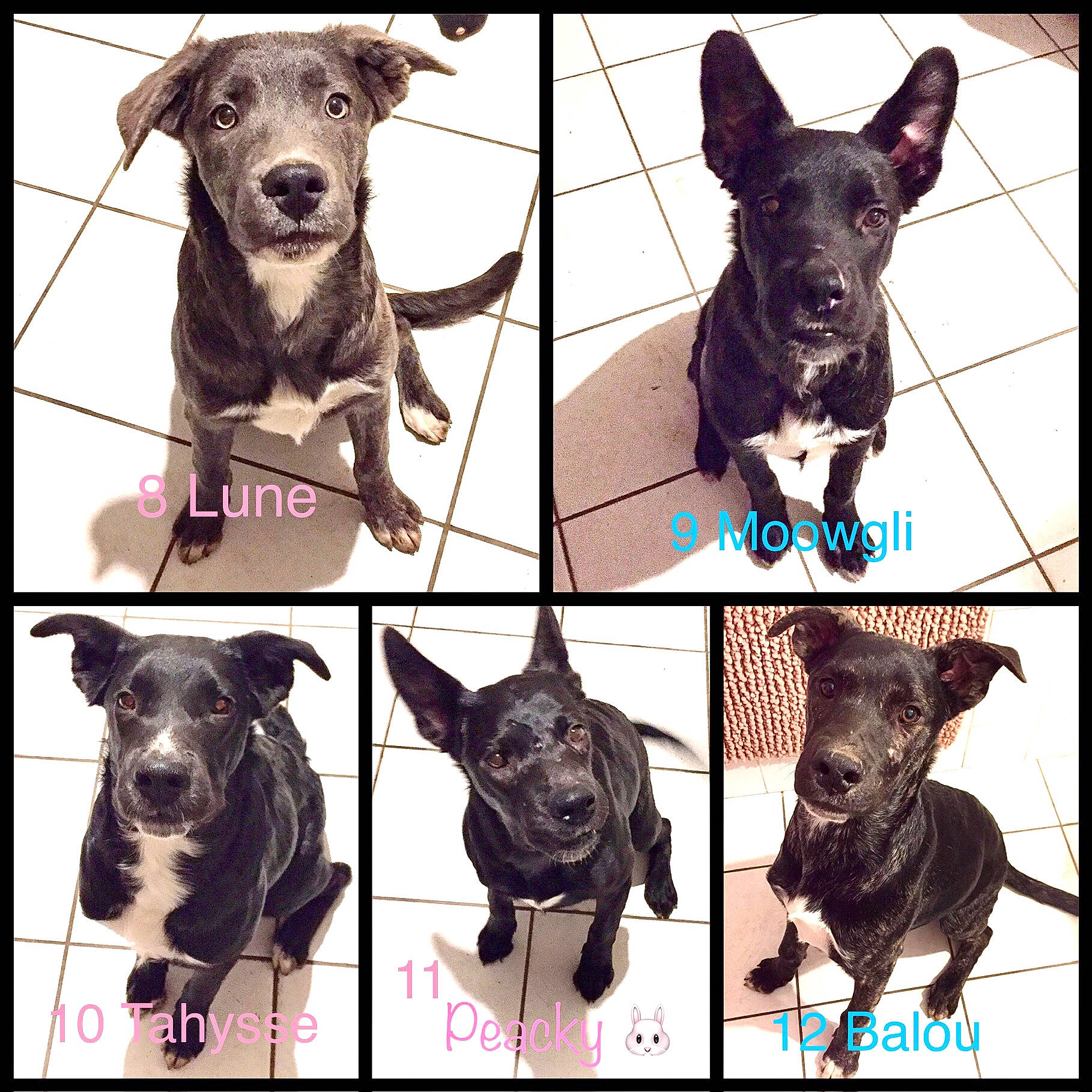 Moowgli a rejoint le concours — aidez-le/la à gagner de superbes lots ! canidae, carnivore, collage, companion_dog, dog, dog_breed, dog_supply, fashion_accessory, font, head, jaw, liver, mammal, pet_supply, photograph, sleeve, snout, sporting_group, vertebrate, working_animal