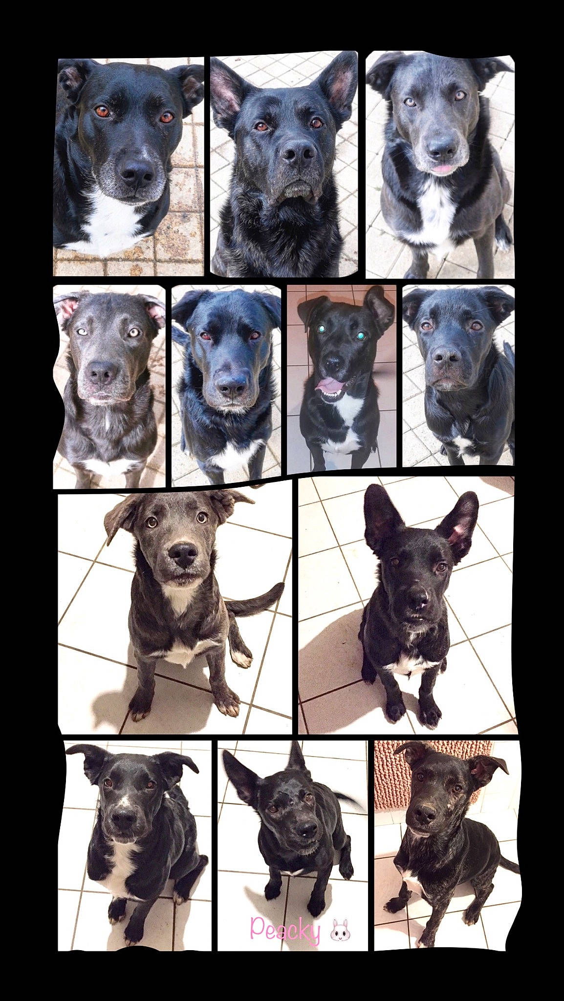 Peacky a rejoint le concours — aidez-le/la à gagner de superbes lots ! art, black, blue, carnivore, collage, companion_dog, dog, dog_breed, fawn, font, grey, light, mammal, pattern, photograph, snout, sporting_group, vertebrate, white, working_animal