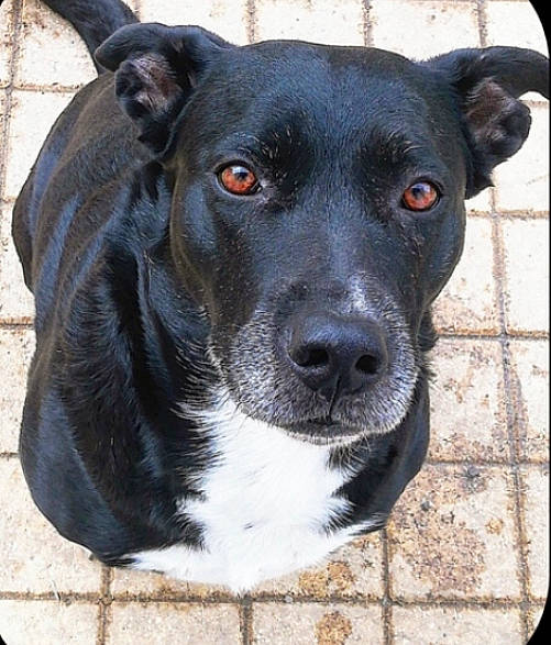 Winnye participe au concours pour gagner de l'argent avec cette photo : borador, canidae, carnivore, collar, companion_dog, dog, dog_breed, dog_collar, fur, non_sporting_group, pet_supply, rectangle, snout, sporting_group, terrestrial_animal, whiskers, working_animal