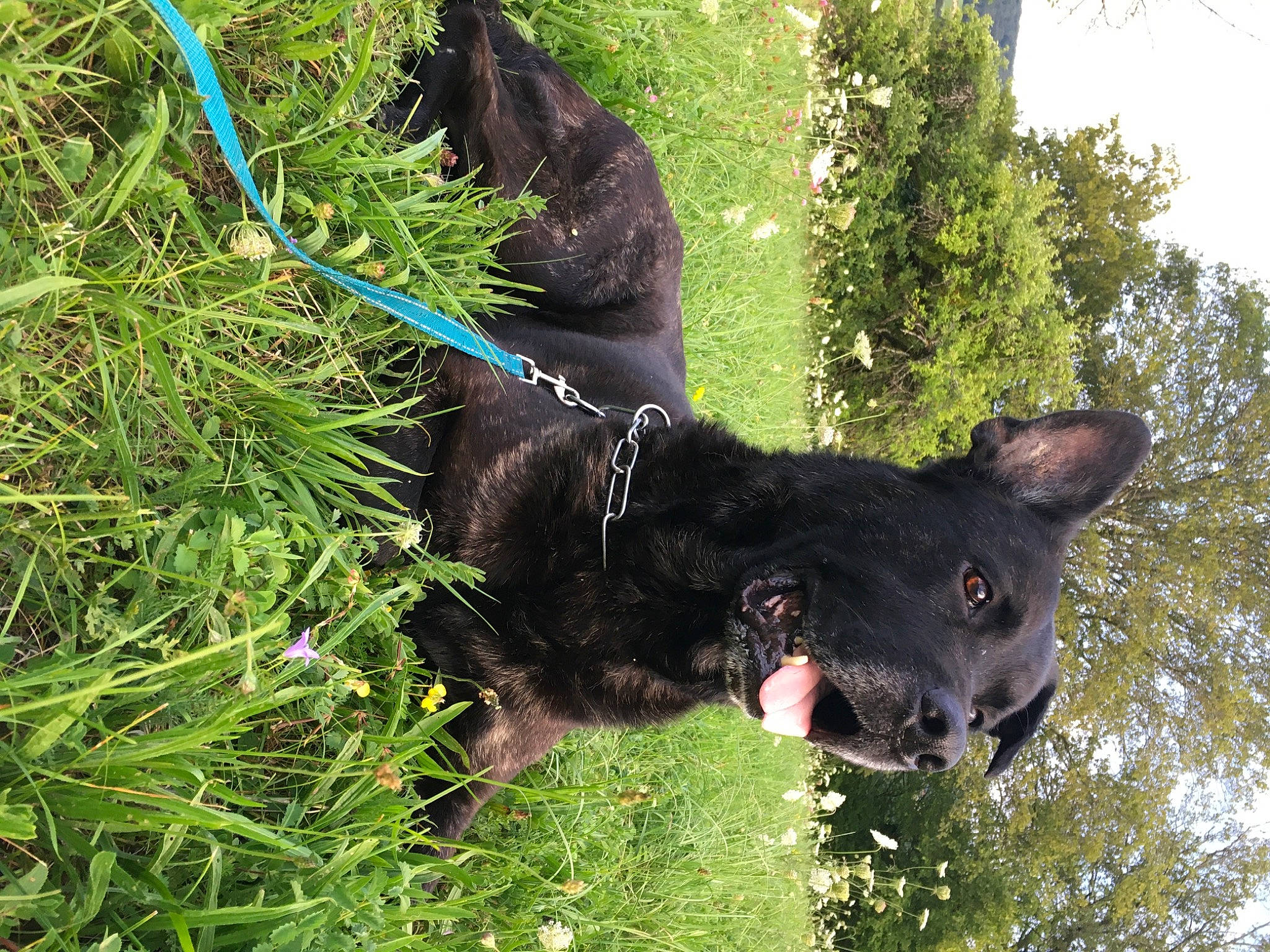 Locky a rejoint le concours — aidez-le/la à gagner de superbes lots ! black_cat, carnivore, collar, dog, dog_breed, dog_collar, domestic_short_haired_cat, felidae, fur, grass, groundcover, plant, small_to_medium_sized_cats, snout, sporting_group, tail, terrestrial_animal, terrestrial_plant, tree, whiskers