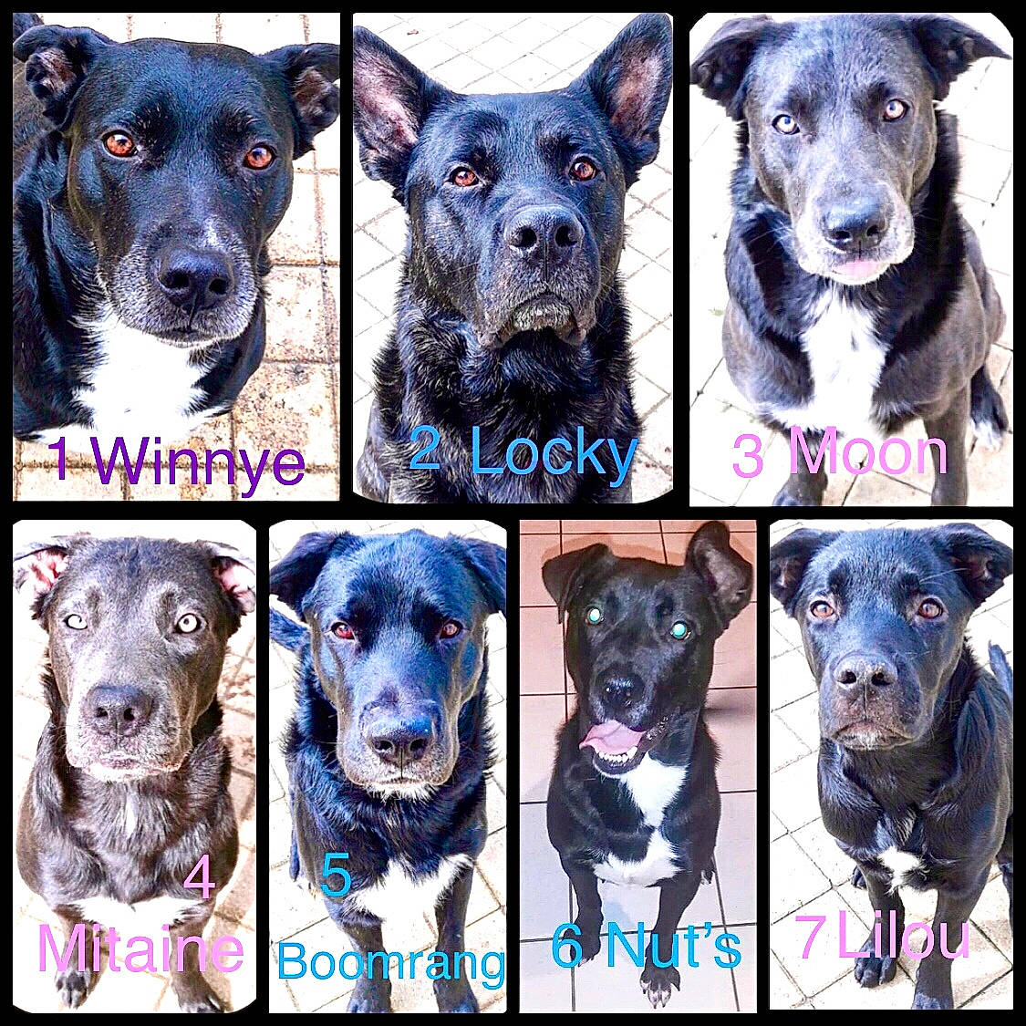 Locky participe au concours pour gagner de l'argent avec cette photo : art, automotive_fog_light, blue, canidae, carnivore, circle, collage, companion_dog, dog, dog_breed, dog_supply, electric_blue, fawn, font, light, photograph, plant, snout, sporting_group, working_animal