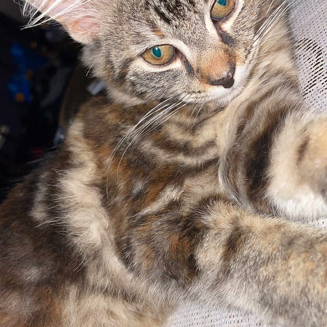 Ragnar James Brown joined the competition — help win amazing prizes! animal, cat, close_up, cute, domestic, ears, eyes, fabric, feline, fur, indoor, mammal, pet, portrait, relaxed, soft, striped, tabby, texture, whiskers