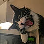Ulysse a rejoint le concours — aidez-le/la à gagner de superbes lots ! cat, black_and_white, mouth_open, microwave, kitchen, appliance, indoor, pet, animal, whiskers, fur, domestic, curious, closeup, household, feline, tongue, cabinet, countertop, lighting