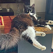 Ulysse a rejoint le concours — aidez-le/la à gagner de superbes lots ! cat, fluffy, black_and_white, indoor, table, relaxed, furniture, wooden, pet, domestic_animal, whiskers, tail, legs, face, eyes, home, cozy, resting, lying_down, curious