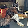 cat, fluffy, black_and_white, indoor, table, relaxed, furniture, wooden, pet, domestic_animal, whiskers, tail, legs, face, eyes, home, cozy, resting, lying_down, curious