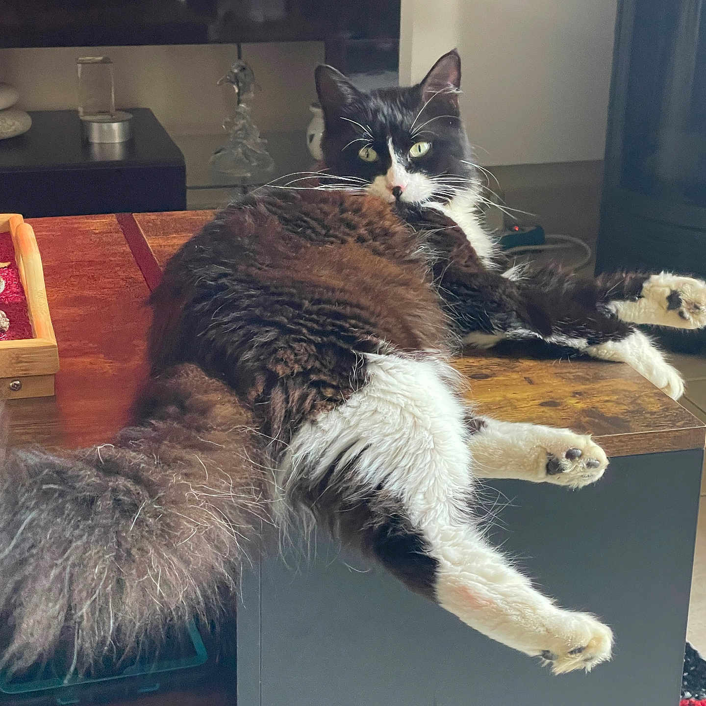 Ulysse a rejoint le concours — aidez-le/la à gagner de superbes lots ! black_and_white, cat, cozy, curious, domestic_animal, eyes, face, fluffy, furniture, home, indoor, legs, lying_down, pet, relaxed, resting, table, tail, whiskers, wooden