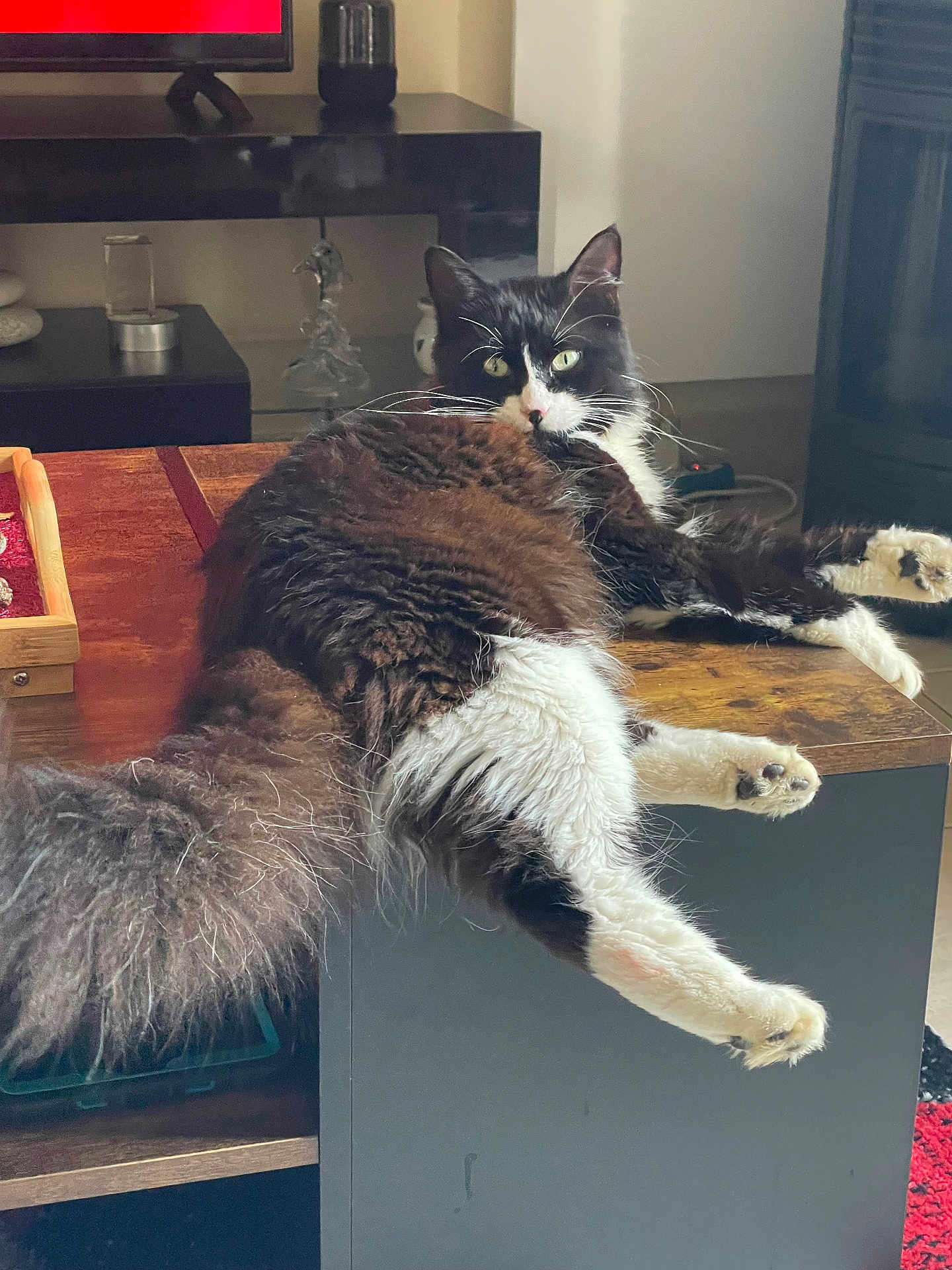 Ulysse a rejoint le concours — aidez-le/la à gagner de superbes lots ! cat, fluffy, black_and_white, indoor, table, relaxed, furniture, wooden, pet, domestic_animal, whiskers, tail, legs, face, eyes, home, cozy, resting, lying_down, curious