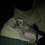 Pebble'S is registered to the contest to win money with this photo: animal, bedroom, canine, cozy, cute, dog, domestic, flash, fur, fur_texture, indoor, laying, night, pet, pillows, quiet, reflection, resting, sleepy, small_dog