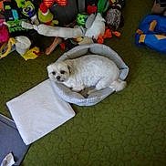 Pebble'S joined the competition — help win amazing prizes! animal, carpet_texture, colorful, cozy, cute, dog, floor, green_carpet, home, indoor, pet, pet_bed, relaxed, resting, small_dog, soft_toys, stuffed_animals, stuffed_duck, toys, white_dog