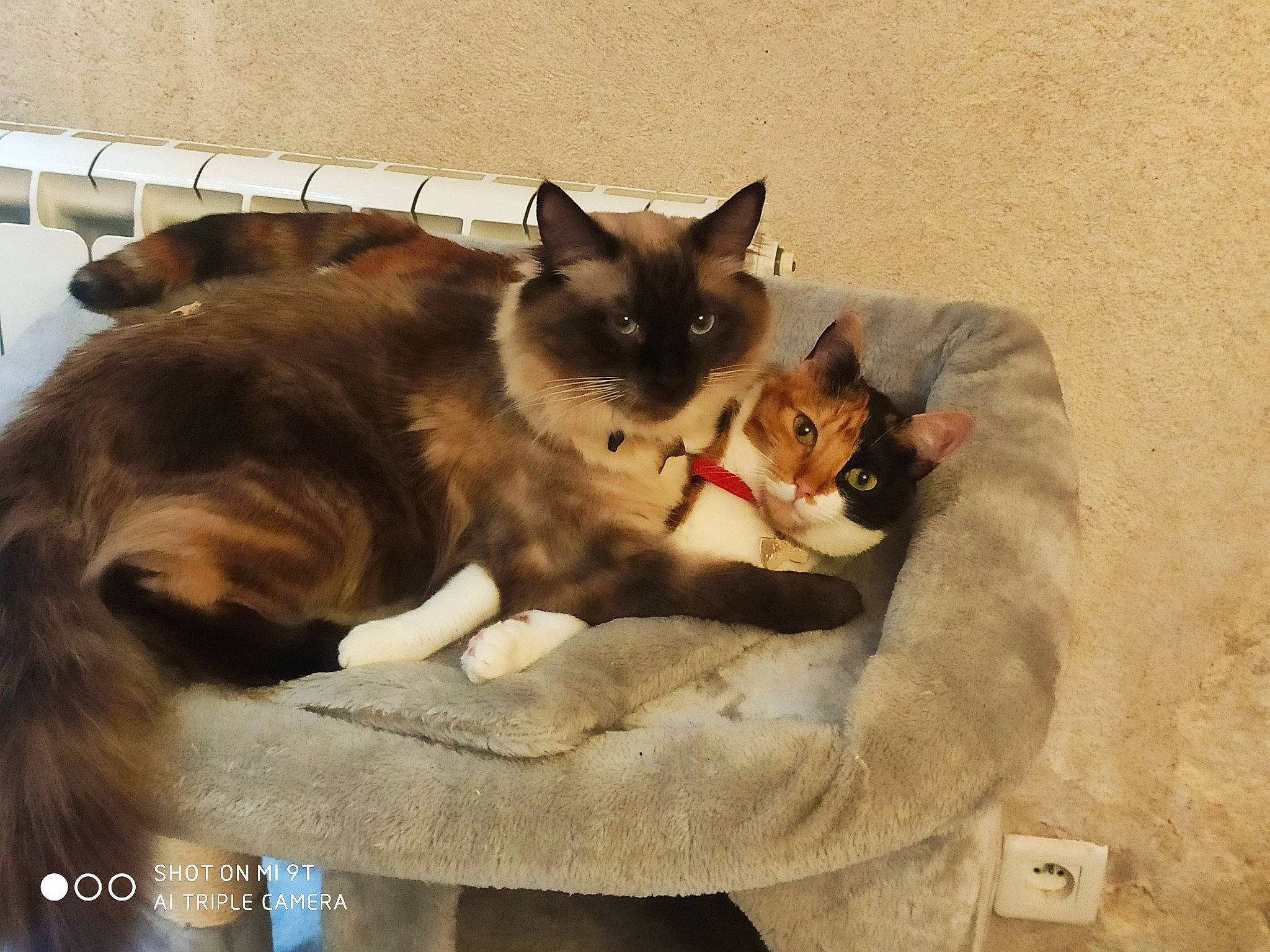 Snow participe au concours pour gagner de l'argent avec cette photo : balinese, birman, carnivore, cat, comfort, companion_dog, domestic_short_haired_cat, fawn, felidae, fur, paw, pet_supply, siamese, sitting, small_to_medium_sized_cats, snout, tail, thai, tonkinese, whiskers