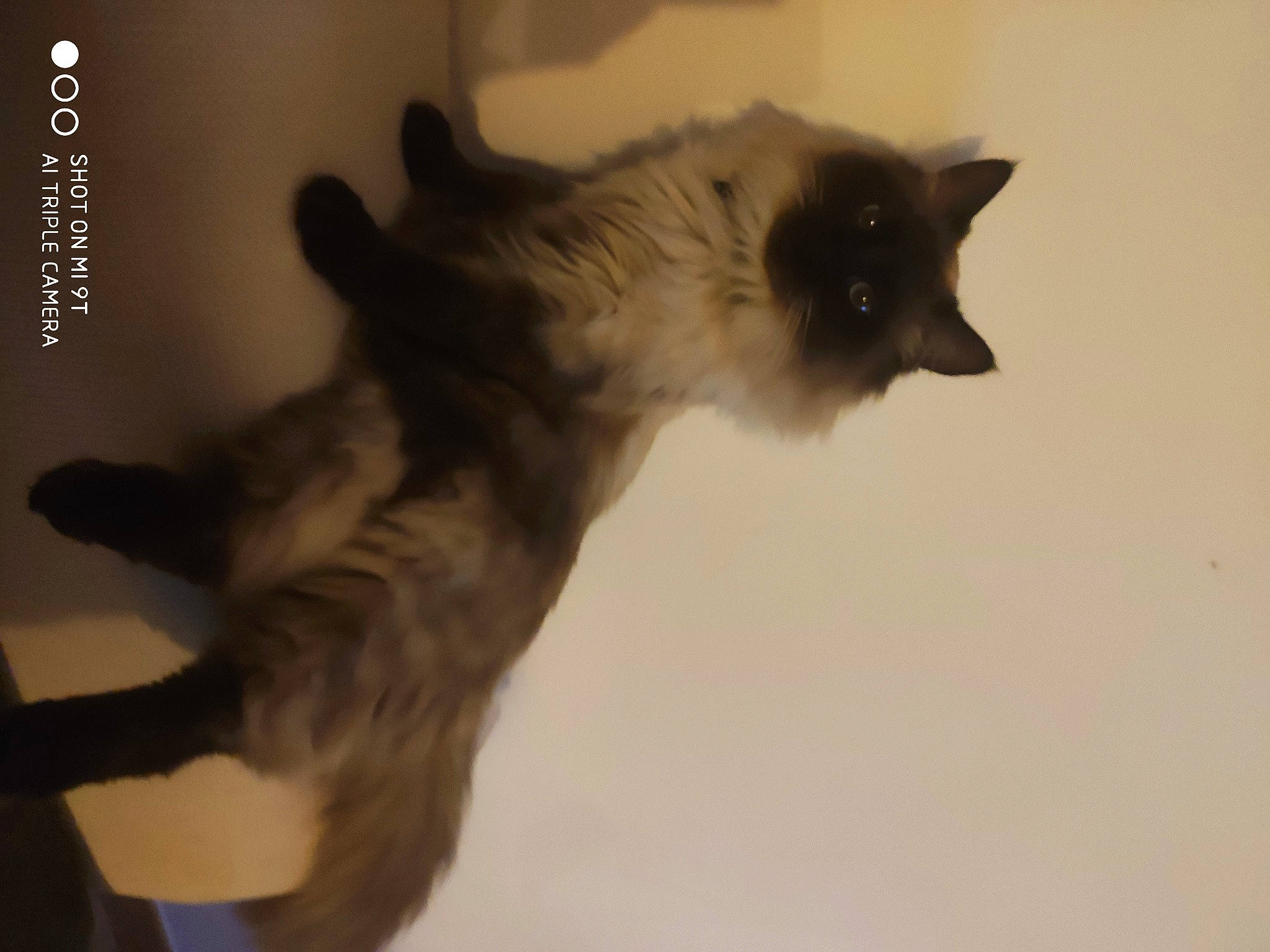 Snow a rejoint le concours — aidez-le/la à gagner de superbes lots ! balinese, canidae, carnivore, cat, dog_breed, domestic_short_haired_cat, fawn, felidae, fur, paw, siamese, small_to_medium_sized_cats, snout, tail, terrestrial_animal, thai, tonkinese, whiskers