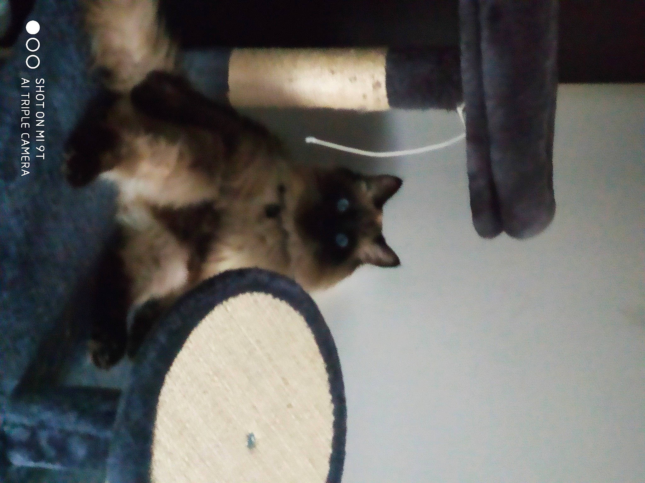 Snow a rejoint le concours — aidez-le/la à gagner de superbes lots ! automotive_tire, carnivore, cat, cat_supply, claw, companion_dog, dog_breed, domestic_short_haired_cat, drum, fawn, felidae, fur, membranophone, musical_instrument, paw, pet_supply, photo_caption, small_to_medium_sized_cats, tail, whiskers