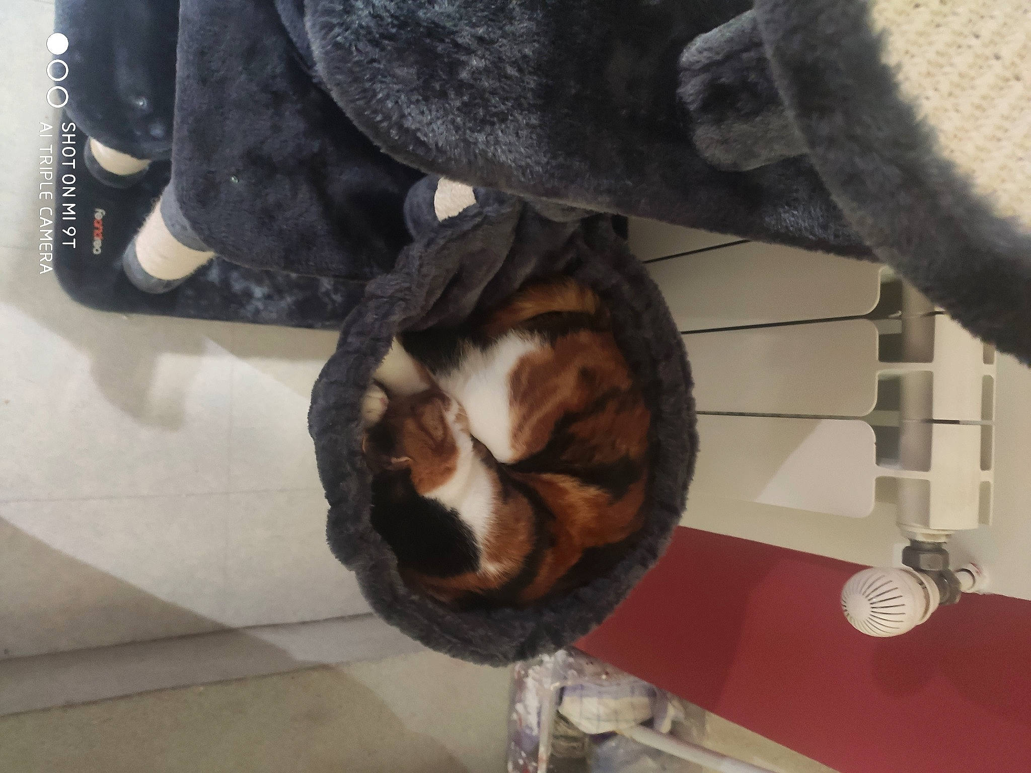 Rina a rejoint le concours — aidez-le/la à gagner de superbes lots ! automotive_tire, canidae, carnivore, cat, dog_breed, domestic_short_haired_cat, felidae, fur, human_leg, jaw, room, shoe, small_to_medium_sized_cats, snout, sporting_group, tail, whiskers, wood