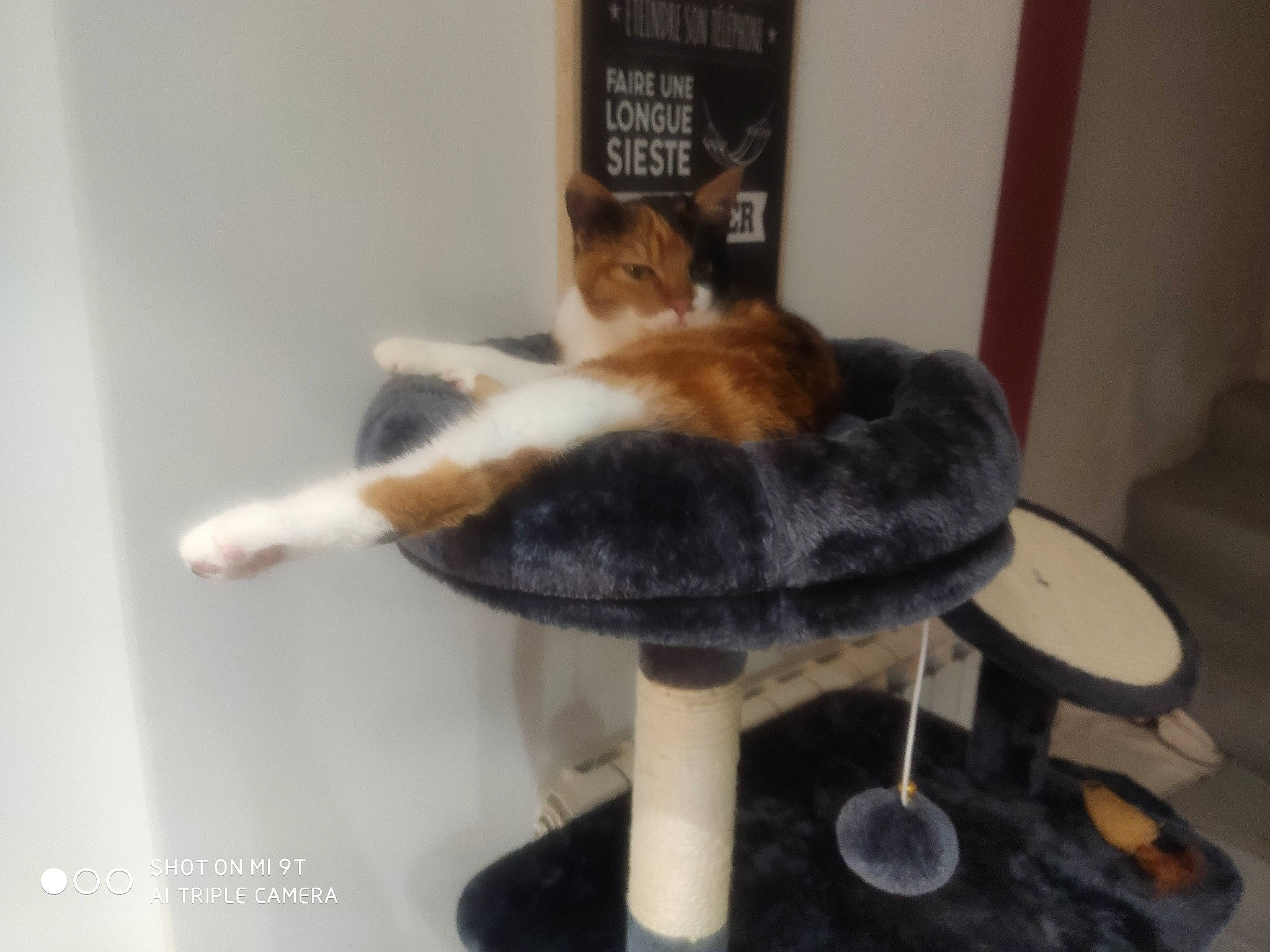 Rina a rejoint le concours — aidez-le/la à gagner de superbes lots ! art, canidae, carnivore, cat, cat_supply, companion_dog, dog_breed, domestic_short_haired_cat, fawn, felidae, flooring, fur, fur_clothing, room, small_to_medium_sized_cats, stuffed_toy, table, tail, whiskers, wool