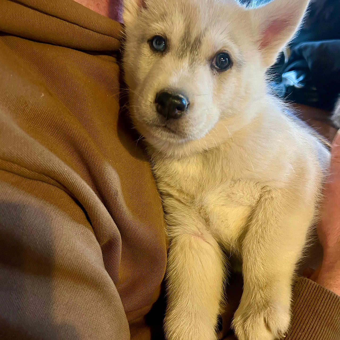 Vecna participe au concours pour gagner de l'argent avec cette photo : animal, blanket, canine, couch, dog, eskimodog, face, furniture, head, husky, person, pet, puppy, snout, whitedog