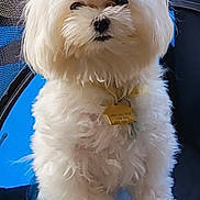 Chanel is registered to the contest to win money with this photo: dog, white, fluffy, pet_carrier, blue, black, tag, cute, small_dog, fur, animal, indoor, sitting, portrait, companion, canine, friendly, domestic_animal, paw, fuzzy