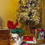 Daisy joined the competition — help win amazing prizes! carpet, christmas_tree, cozy, cute, decorated_tree, dog, festive, fluffy_dog, gift_bags, golden_ornaments, holiday, holiday_decorations, indoor, moose_toy, pet, plush_toy, small_dog, white_frosted_branches, wooden_floor, wrapped_presents