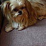 animal, beige, brown, calm, companion, couch, cozy, cute, dog, domestic_animal, fluffy, furry, indoor, long_hair, looking_away, lying_down, pet, relaxed, small_dog, soft_surface