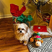 Daisy is registered to the contest to win money with this photo: dog, small_dog, plush_toy, christmas_tree, gift_bags, wrapped_presents, wooden_floor, holiday_decor, festive, indoor, carpet, toy, pet, fur, cute, animal, christmas, decorations, brown, white
