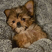 Daisy is registered to the contest to win money with this photo: animal, blanket, brown, comfort, cozy, cute, dog, ears, face, fluffy, fur, indoors, pet, puppy, resting, sleepy, small, snuggled, soft, texture