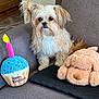 Daisy is registered to the contest to win money with this photo: dog, small_dog, fluffy, plush_toy, birthday_cupcake, candle, armchair, gray_furniture, stuffed_animal, toy, indoor, pet, cute, celebration, cozy, home, animal, sitting, fur, decor