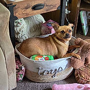 Ripley joined the competition — help win amazing prizes! basket, brown_dog, carpet, ceramic_cat, cozy, cute, decor, dog, dog_collar, furniture, home, household, indoor, pet, pet_bed, plush_toy, relaxed, small_dog, toy, wood