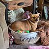 basket, brown_dog, carpet, ceramic_cat, cozy, cute, decor, dog, dog_collar, furniture, home, household, indoor, pet, pet_bed, plush_toy, relaxed, small_dog, toy, wood