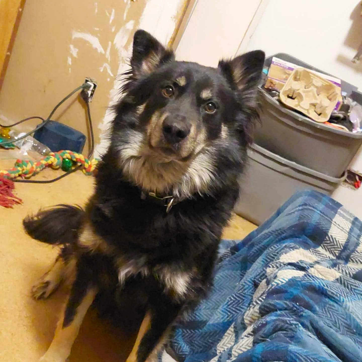 Odin is registered to the contest to win money with this photo: black_dog, blanket, brown_wall, canine, carpet, collar, dog, domestic, ears, floor, fur, household, indoor, looking, pet, rope_toy, sitting, storage_bins, tan_paws, toy
