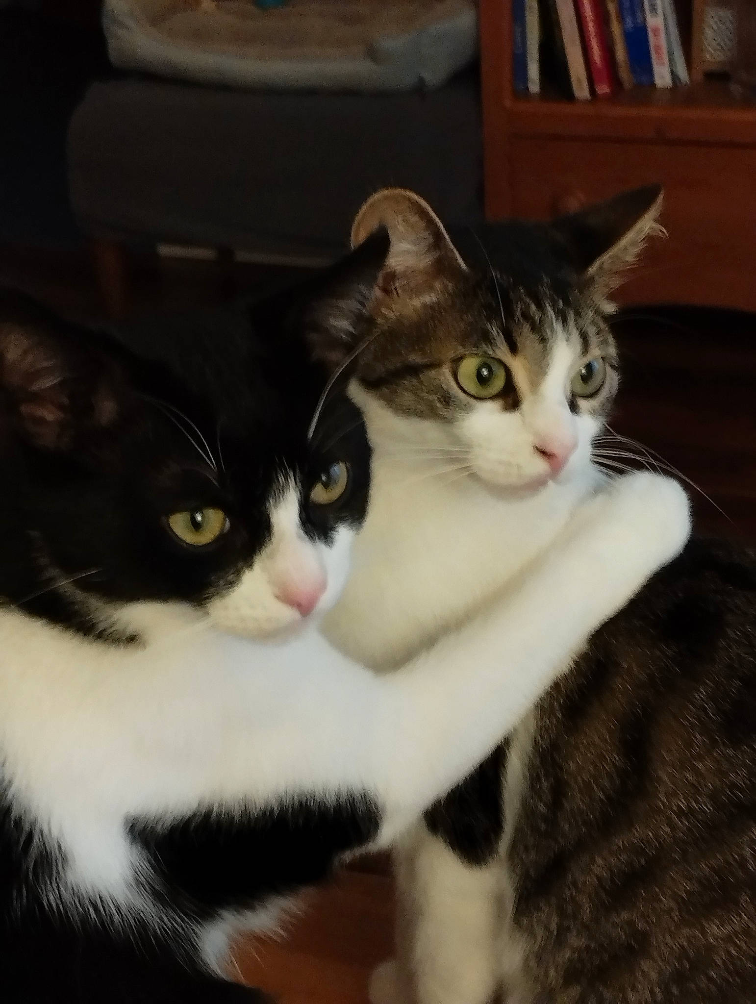 Sissi Et Tinou participe au concours pour gagner de l'argent avec cette photo : bookcase, carnivore, cat, comfort, domestic_short_haired_cat, felidae, fur, paw, publication, shelf, shelving, small_to_medium_sized_cats, snout, tail, whiskers