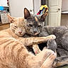 cat, cats, close_up, cozy, cream_cat, cuddle, cuddling, feline, gray_cat, home, hugging, indoor, kitchen, nap, paw_pads, paws, pet, pets, sleeping, whiskers