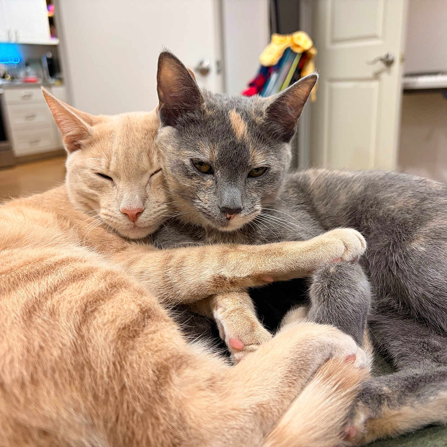 Comet And Misty is registered to the contest to win money with this photo: cat, cats, close_up, cozy, cream_cat, cuddle, cuddling, feline, gray_cat, home, hugging, indoor, kitchen, nap, paw_pads, paws, pet, pets, sleeping, whiskers