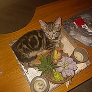 Maggie is registered to the contest to win money with this photo: kitten, tabby, cat, tray, succulent, candle, wooden_table, indoor, pet, feline, decor, plant, tabletop, relaxing, domestic_animal, sleepy, collar, furniture, plastic_bag, packaging