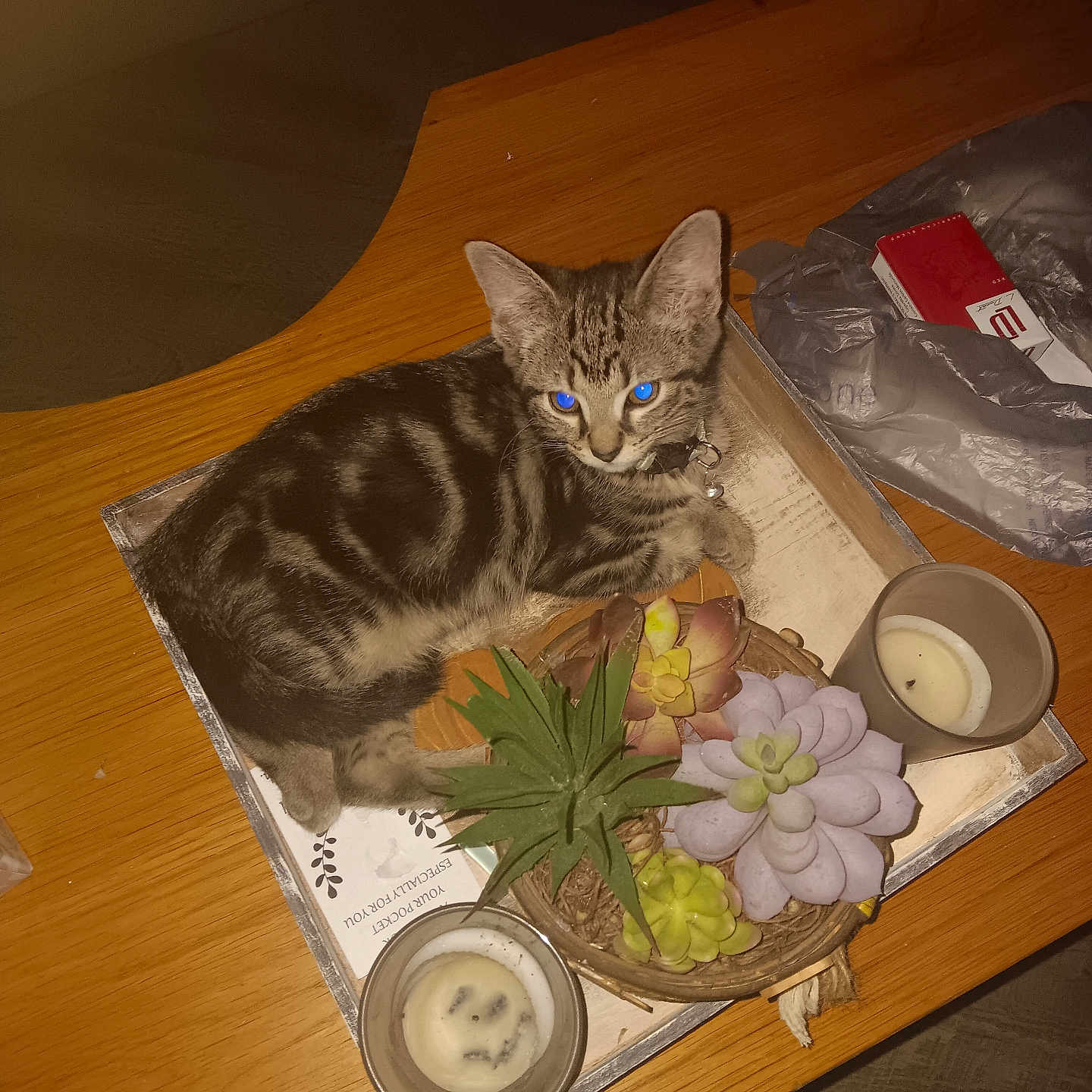 Maggie is registered to the contest to win money with this photo: candle, cat, collar, decor, domestic_animal, feline, furniture, indoor, kitten, packaging, pet, plant, plastic_bag, relaxing, sleepy, succulent, tabby, tabletop, tray, wooden_table